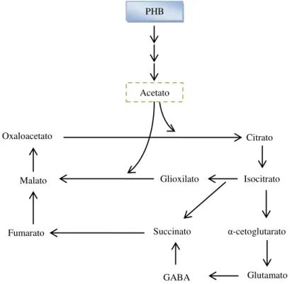 Figura 2.7 - Utilização do acetato durante a esporulação de Bacillus thuringiensis (BENOIT, 1987)