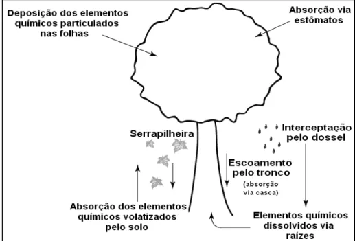 Figura 2  - Principais vias de absorção dos elementos químicos nas plantas. Adaptado de Siwik (2007) 