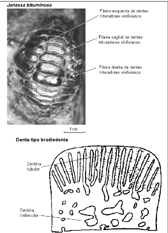 Figura 9 - Dentição de Petalodontiformes. Morfologia da dentição sinfisiana completa e articulada de  Janassa bituminosa (acima) e características externas de dente tipo bradyodonte (abaixo) 