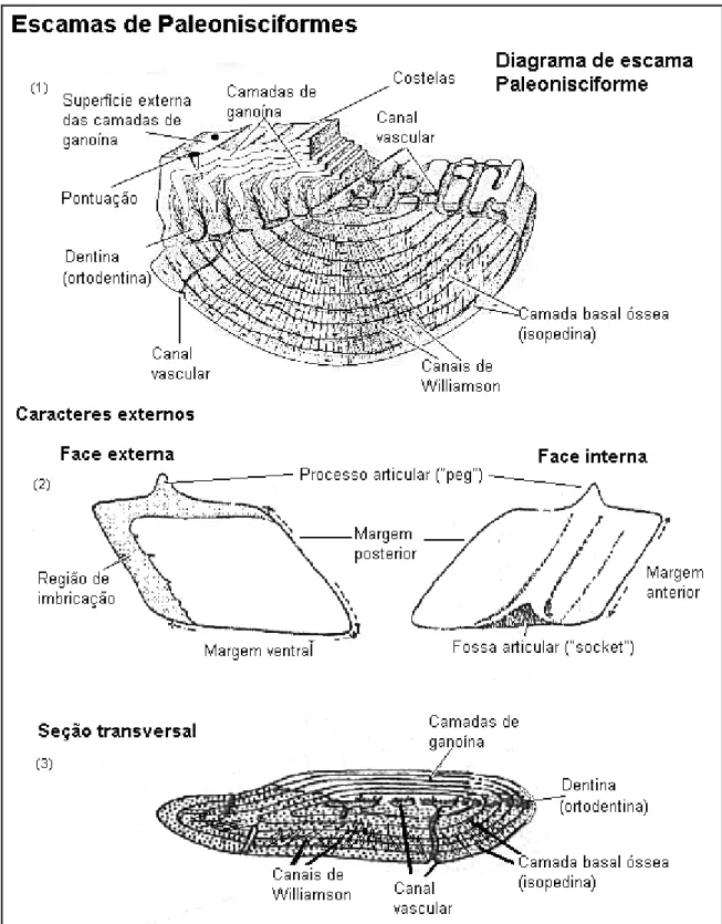 Figura 17 - Características morfológicas de escamas de Paleonisciformes (1. MOY-THOMAS &amp; 