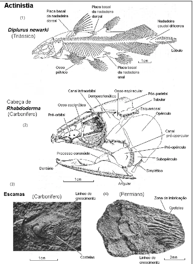 Figura 19 - Características externas do corpo, crânio e escamas de Actinistia (1. SCHAEFFER, 1952; 