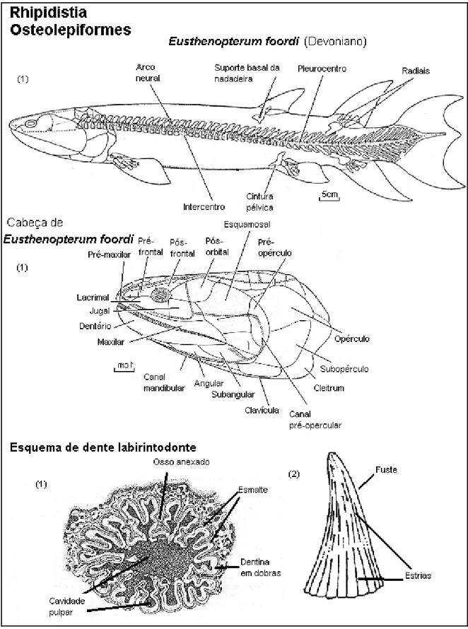 Figura 21 - Características do corpo, crânio e dentes de Osteolepiformes, Rhipiditia (1