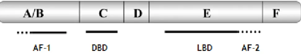 Figura 7 – Estrutura dos receptores de estrogénio clássicos (adaptado de (Hanstein et al., 2004))