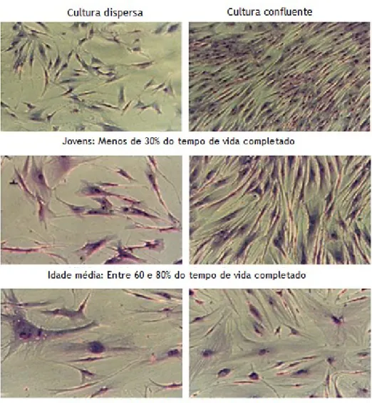 Figura 10 – Envelhecimento dos fibroblastos da derme in vitro (adaptado de (Rattan, 2010))