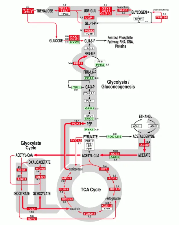 Figura 4. Padrão de expressão dos genes de Glicólise, TCA, gliconeogênese e a via  alternativa do metabolismo de piruvato durante a transição do metabolismo anaeróbico (fermentação) de glicose ao metabolismo aeróbico (respiração) em S