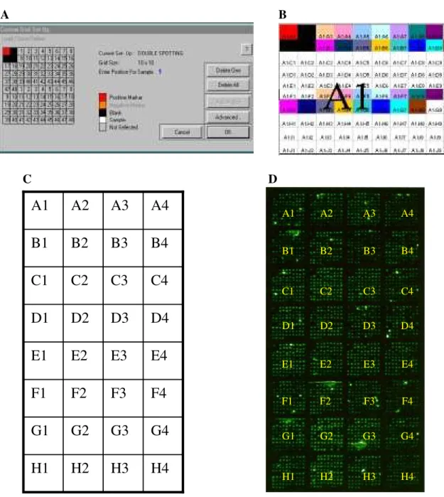 Figura 7.  Perfil da lâmina de &#34;microarray&#34;. A) Distribuição do DNA em cada  bloco, B) Localização das duplicatas e gene controle em cada bloco, C)  Distribuição dos 32 blocos (A-H e 1-4) de elementos na lâmina e D) Imagem SybrGreen, mostrando a im