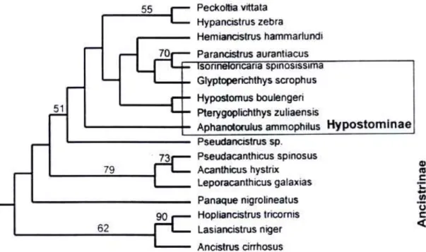 Figura  1.  Relações  filogenéticas  de  Loricariidae  obtida  a  partir  de  caracteres  moleculares,  mostrando  as  relações  entre  Ancistrinae  e  parte  de  Hypostominae  (adaptado  de   Montoya-Burgos et al, 1998) 