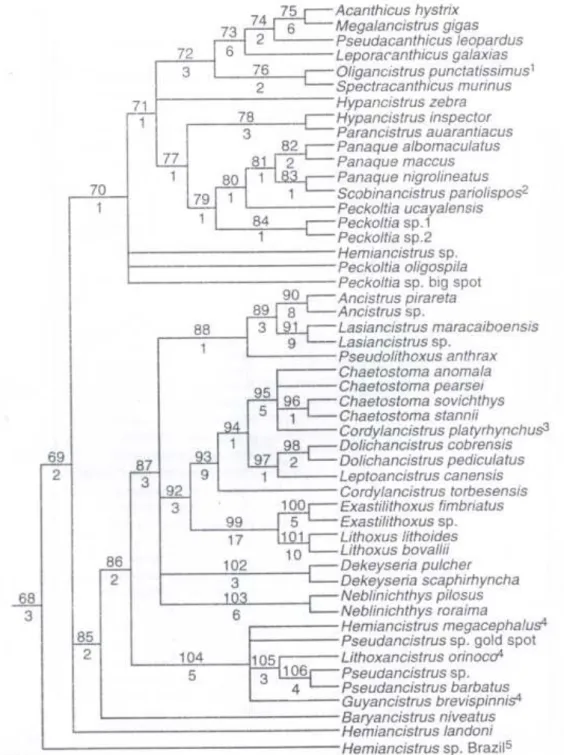 Figura 2. Relações filogenéticas de Ancistrini (Armbruster, 2004). 
