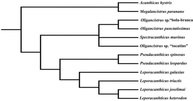 Figura  3.  Relações  filogenéticas  de  Leporacanthicus  e  outros  táxons  do  grupo  Acanthicus  (modificado de Chamon, 2007)