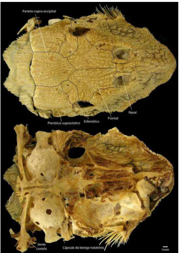 Figura 6. Vista dorsal e ventral do neurocrânio de Megalancistrus parananus (MZUSP 4434 -  249,87 mm CP)