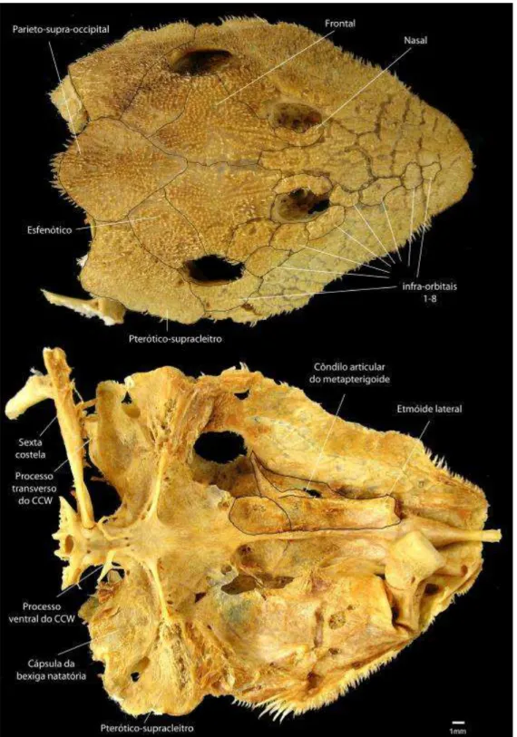 Figura 7. Vista dorsal e ventral do neurocrânio de Pseudacanthicus sp. “aba laranja” (MZUSP  34295 - 236,30 mm CP)