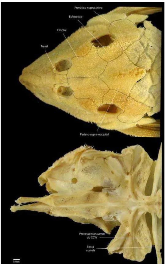 Figura  8.  Vista  dorsal  e  ventral  do  neurocrânio  de  Leporacanthicus galaxias  (INPA  6359  - -142,6 mm CP) 