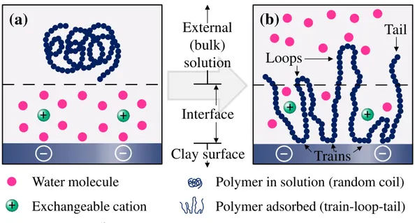 Figure 3.4  –  Uncharged and flexible polymer adsorption onto clay mineral surface from a dilute  aqueous solution