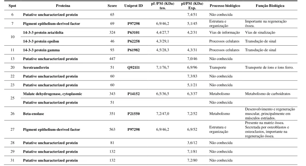 Tabela 4 . Proteínas pertencentes exclusivamente ao grupo 129P3/JC_MS quando comparado ao grupo A/JC_MS