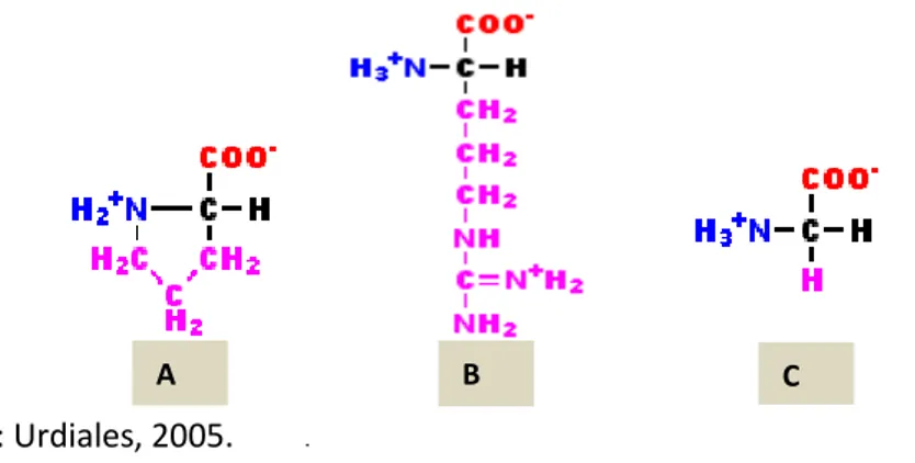 Figura 3.3 - Resíduos dos aminoácidos evidenciando as cadeias laterais (grupos R=  □ ): (A)  prolina  (grupo  R  polar  não  carregado),  (B)  arginina  (grupo  R  polar  carregado  positivamente)  e  (C)  glicina  (grupo  R  não  polar),  que  podem  ser 