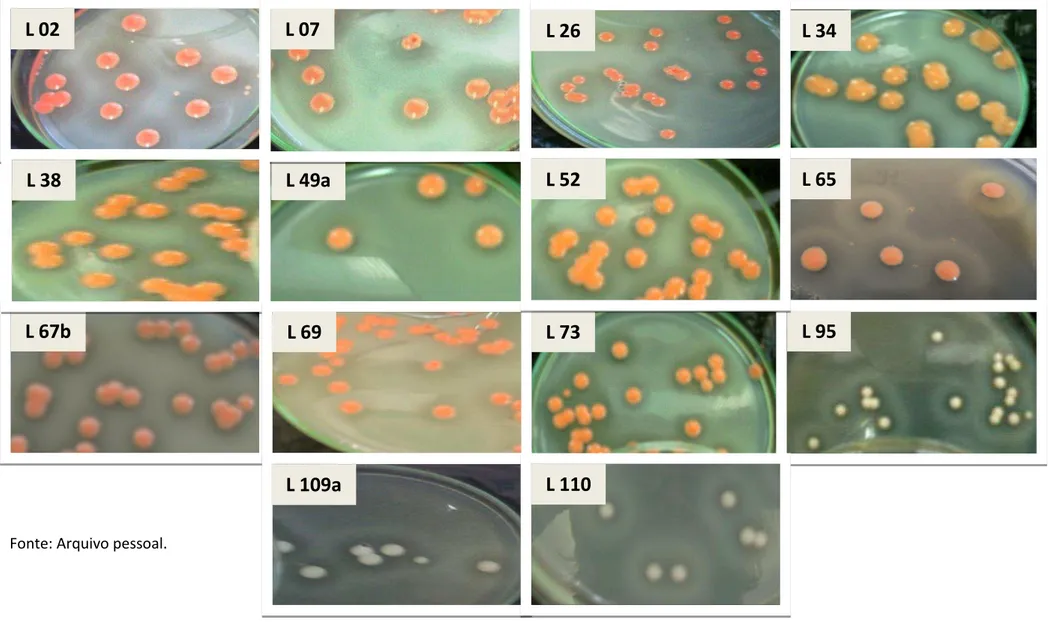 Figura 5.2 - Evidências fotográficas da formação do halo indicativo da produção de proteases, nas placas de cultivo selecionadas