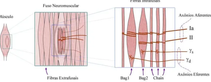 Figura  1-8  –  Ilustração  do  fuso  neuromuscular,  evidenciando  suas  fibras  musculares  intrafusais,  suas  eferências  motoras e suas aferências sensoriais