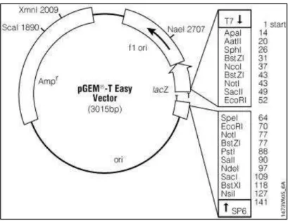 Figura 4. Vetor de clonagem pGEM-T easy (Promega ® ). 