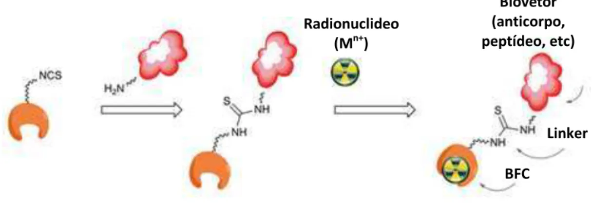 Figura  4.  Representação  esquemática  de  um  radiofármaco  da  3ª  geração  (BFC  =  agente  quelante bifuncional)