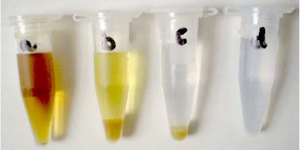 Figura  4.3:  Extração  do  salen  adsorvido  na  sílica  modificada  S7  em  etanol:  a)  solução  alcoólica de salen b) S7 sem tratamento; b) S7 com tratamento; d) etanol