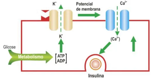 Figura 6 – Mecanismo de secreção da insulina (adaptado de www.diabetesebook.org.br/ modulo1) 