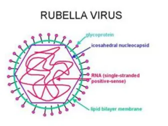 Figura 1: Representação do vírus da rubéola [10] 