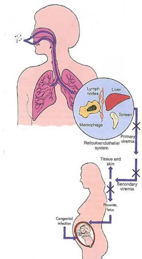 Figura 2: Transmissão do vírus da rubéola [16] 