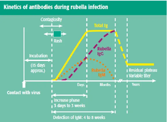 Figura 4: Diagnóstico serológico do vírus da rubéola [26] 