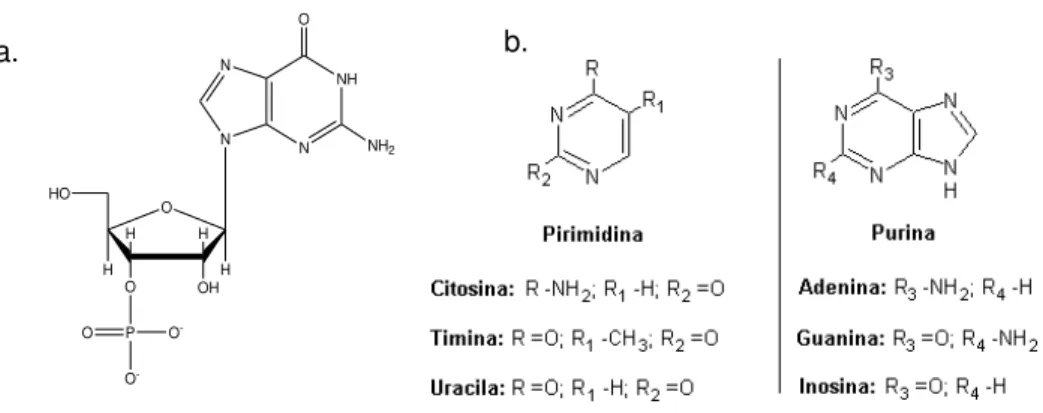 FIGURA  6-  Estrutura  de:  a.  5 ’ -Adenina  monofosfato;  b.  bases  nitrogenadas  componentes  dos diferentes nucleotídeos