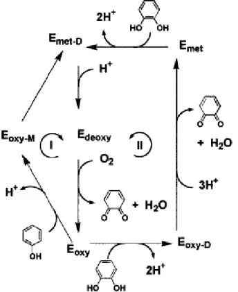 Figura 2 - Ciclo catalítico: (I) hidroxilação de monofenóis e (II) deshidroxilação de o-fenóis em o- o-quinonas, produtos não tóxicos