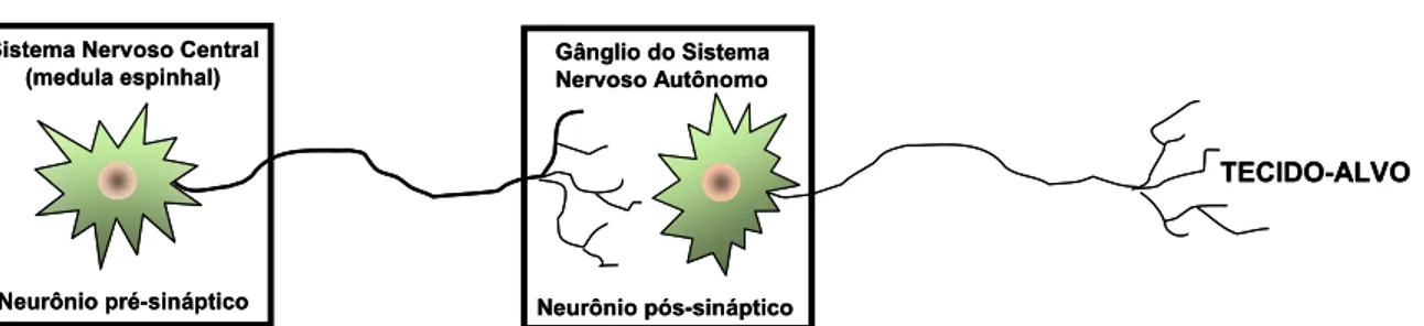 Figura 1.7. Controle da liberação de catecolaminas pelo nAChR  α 3 β 4 . O corpo celular do neurônio  pré-sináptico localiza-se em um núcleo dentro do sistema nervoso central, mais especificamente, na  medula espinhal