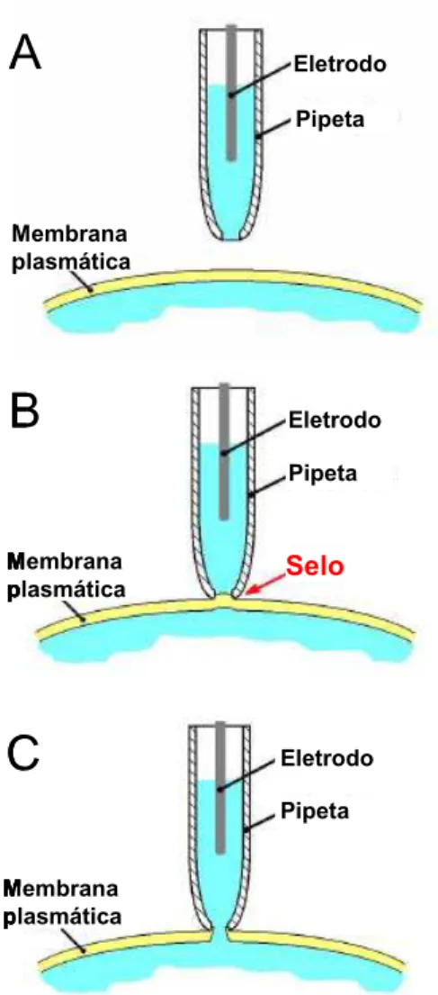 Figura 1.10. Passos no Método de Whole-cell patch-clamp. (A) Aproximação da ponta da pipeta à  célula