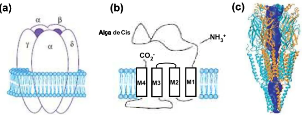 Figura 1.2. Receptor nicotínico de acetilcolina (nAChR). (a) Estrutura pentamérica do nAChR do  tipo muscular, com destaque para os sítios de ligação para ACh e outros agonistas