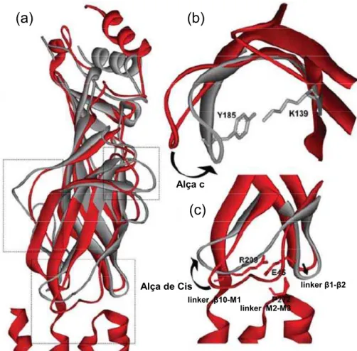 Figura 1.4. Possíveis alterações estruturais induzidas pela interação agonista-receptor