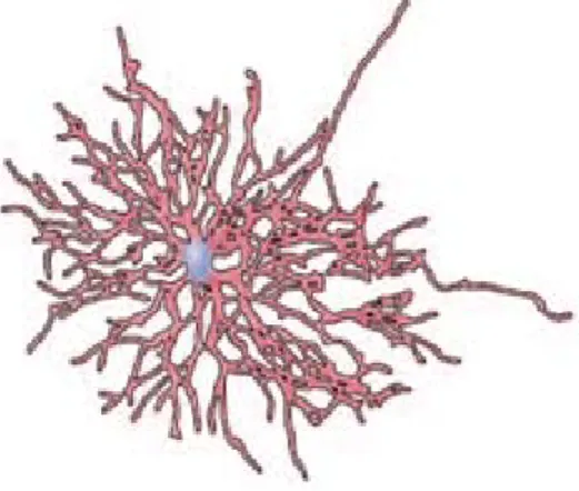 Figura 2:  Representação de um  astrócito (adaptado de  Neuroscience, 2004). 