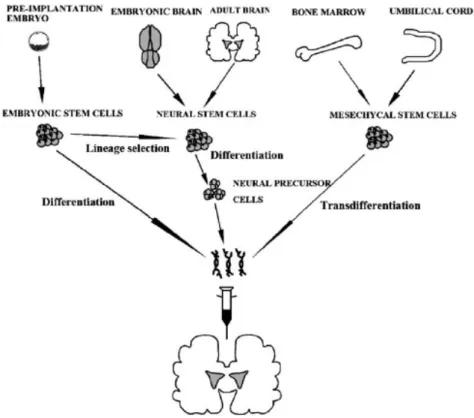 Figura 4: Fontes alternativas de células estaminais para transplantação na DP  (Wang et al.,  2007)