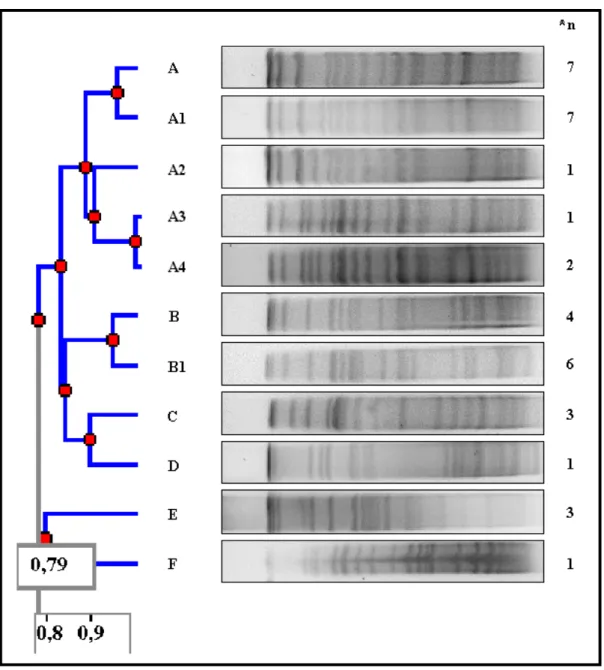 Figura 1: Estimativa da relação genética entre as cepas de K. pneumoniae, conforme   o coeficiente de similaridade de Dice