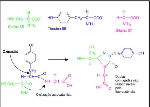 FIGURA  3:  Reação  de  ciclização  autocatalítica  e  oxidação  para  formação  do grupo fluoróforo (http://www.biochem.mcw.edu)