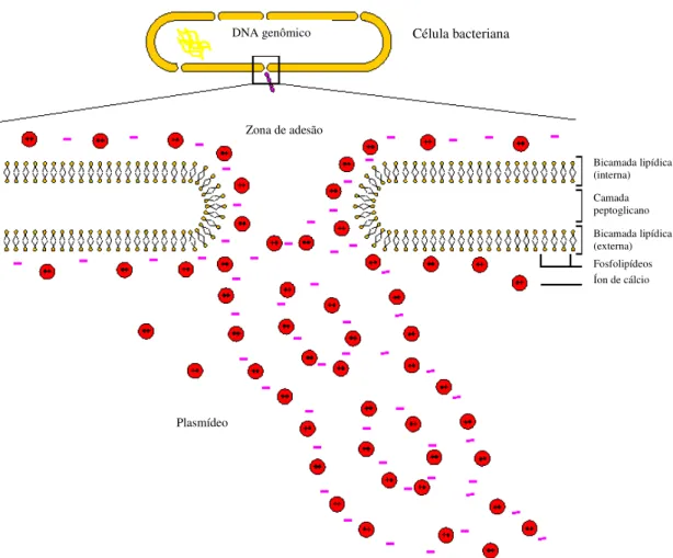 FIGURA 5: Mecanismo molecular proposto para explicar a transformação  da Escherichia coli com uma molécula de DNA exógeno (NASCIMENTO et  al