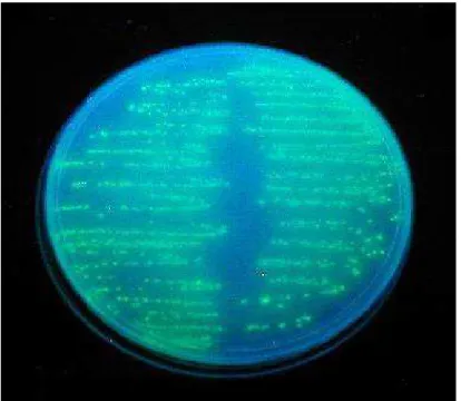 FIGURA  9:  Placa  de  Petri  contendo  agar  LB/ampicilina/IPTG  com  colônias  de  Escherichia  coli  transformadas  com  o  plasmídeo  pGFPuv,  fluorescentes sob luz UV