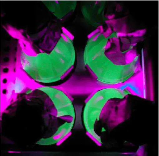 FIGURA  10:  Suspensões  de  células  de  Escherichia  coli  transformadas com o plasmídeo pGFPuv, cultivadas em caldo  LB/ampicilina/IPTG, observadas  sob a luz UV após incubação  em agitador metabólico (100 rpm/37 ºC/24 h)