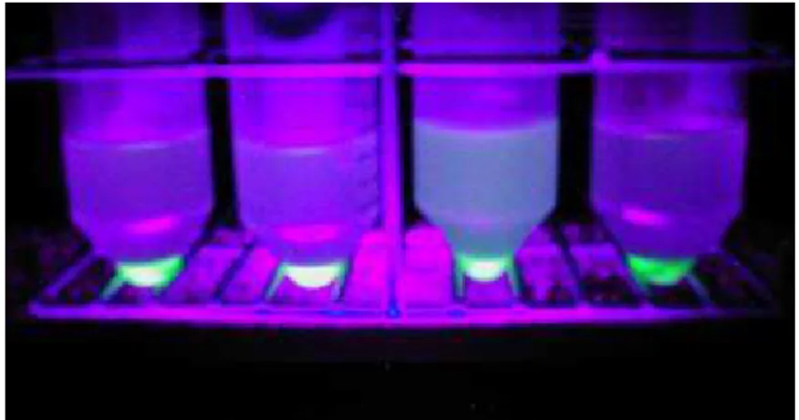 FIGURA  11:  Sedimentos  de  células  de  Escherichia  coli  transformadas,  cultivadas  em  caldo  LB/ampicilina/IPTG,  observados  à  luz  UV  após  centrifugação (1000 g/30 minutos/ 4ºC)