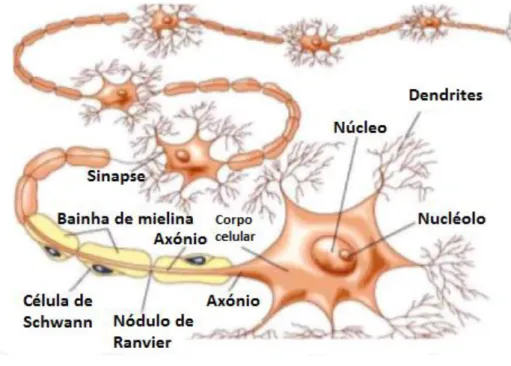 Figura 1.2 – Representação de um neurónio do sistema nervoso periférico humano [15].