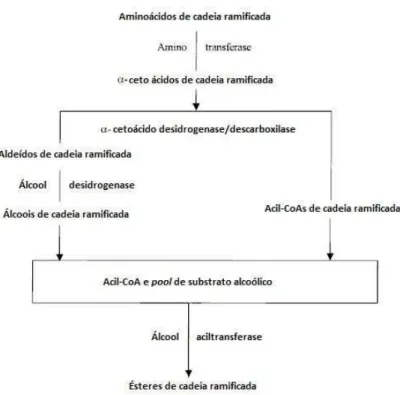 Figura  1:  Esquema  para  a  conversão  de  aminoácidos  de  cadeia  ramificada  em  ésteres  de  cadeia ramificada