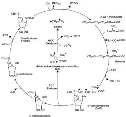 Figura  3:  Modelo  de  biossíntese  de  etileno  proposta  por  Yang  e  Hoffamn  (1984)