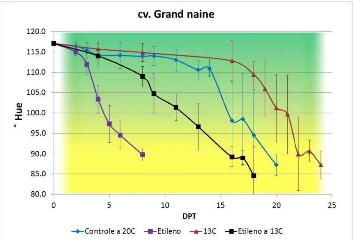 Figura  13  -  Coloração  da  casca  de  bananas  cv.  Grand  Naine,  grupo  controle  (não  tratado,  amadurecimento a 20 o C)e tratamentos (armazenamento a 13ºC e, após 15 dias, transferência  para 20 o C; 100ppm etileno por 12 horas; 100ppm etileno por 