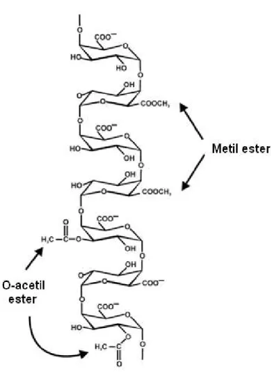 Figura  2  –  Cadeia  primaria  da  pectina  formada  por  homogalacturonanas  (fonte: 