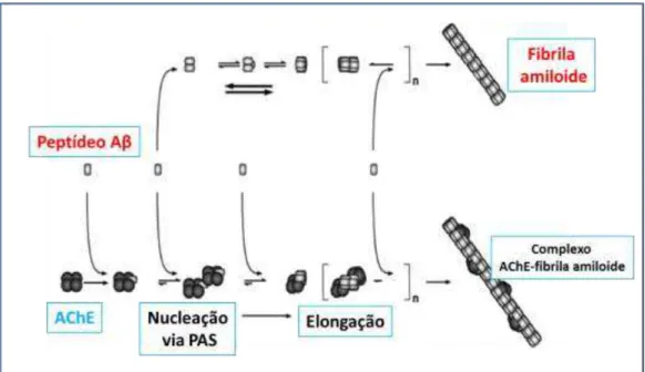 Figura 7. Formação do complexo  A -AChE, induzida via sítio periférico da enzima atuando  como um ponto de nucleação e elongação das fibrilas