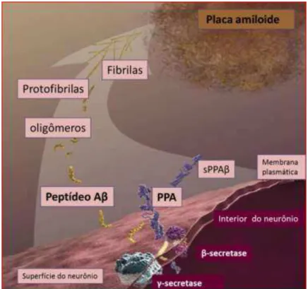 Figura  3.  Clivagem  da  proteína  integral  de  membrana  PPA  pelas  secretases,  formação  do  peptídeo A , oligômeros , fibrilas e a placa amiloide no espaço interneural