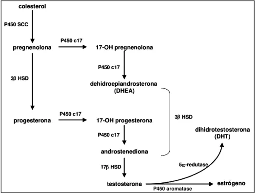 Figura 2. Etapas da síntese de andrógenos. 